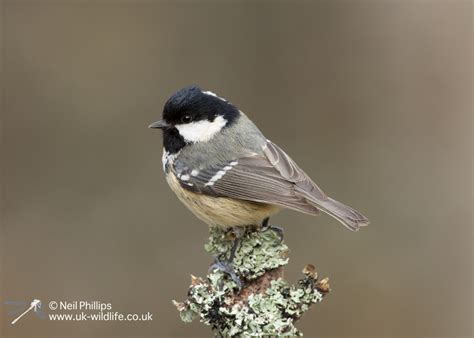 Coal tit ( Periparus ater )